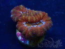 WYSIWYG Micromussa lordhowensis (ex Acanthastrea) 6E4