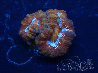 WYSIWYG Micromussa lordhowensis (formerly Acanthastrea) 6E5