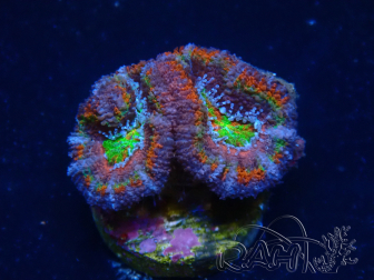 WYSIWYG Micromussa lordhowensis (ex Acanthastrea) 6E6