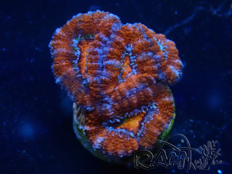 WYSIWYG Micromussa lordhowensis (ex Acanthastrea) 6E7