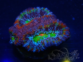 WYSIWYG Micromussa lordhowensis (ex Acanthastrea) 6K