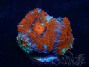 WYSIWYG Micromussa lordhowensis (ex Acanthastrea) 6K