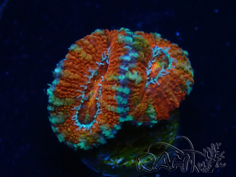 WYSIWYG Micromussa lordhowensis (ehemals Acanthastrea) 6F1