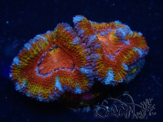 WYSIWYG Micromussa lordhowensis (ex Acanthastrea) 6F2
