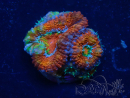 WYSIWYG Micromussa lordhowensis (ehemals Acanthastrea) 6F3
