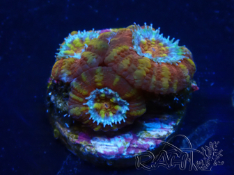 WYSIWYG Micromussa lordhowensis (ex Acanthastrea) 6F4