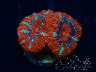 WYSIWYG Micromussa lordhowensis (ehemals Acanthastrea) 6F5