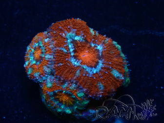 WYSIWYG Micromussa lordhowensis (formerly Acanthastrea) 6F6