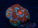 WYSIWYG Micromussa lordhowensis (ehemals Acanthastrea) 6F6