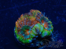 WYSIWYG Micromussa lordhowensis (ex Acanthastrea) 6F7