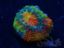 WYSIWYG Micromussa lordhowensis (ehemals Acanthastrea) 6F8