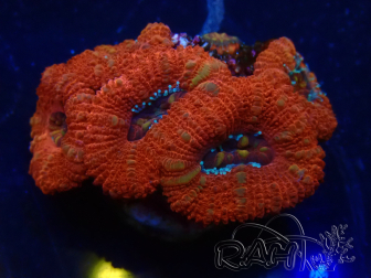 WYSIWYG Micromussa lordhowensis (ex Acanthastrea) 6K
