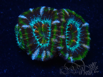 WYSIWYG Micromussa lordhowensis (ex Acanthastrea) 6K