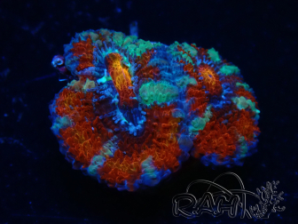 WYSIWYG Micromussa lordhowensis (ehemals Acanthastrea) 6G1