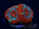 WYSIWYG Micromussa lordhowensis (ehemals Acanthastrea) 6G2