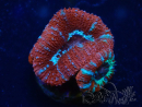WYSIWYG Micromussa lordhowensis (ehemals Acanthastrea) 6G3