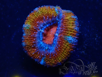 WYSIWYG Micromussa lordhowensis (ex Acanthastrea) 6G4