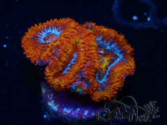 WYSIWYG Micromussa lordhowensis (ex Acanthastrea) 6G5