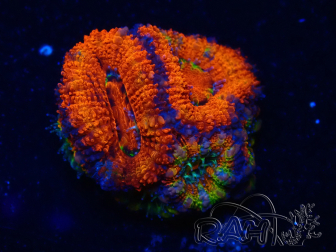 WYSIWYG Micromussa lordhowensis (formerly Acanthastrea) 6G6