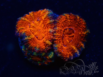 WYSIWYG Micromussa lordhowensis (formerly Acanthastrea) 6G7