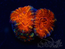 WYSIWYG Micromussa lordhowensis (ex Acanthastrea) 6G7