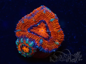 WYSIWYG Micromussa lordhowensis (formerly Acanthastrea) 6G8