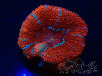 WYSIWYG Micromussa lordhowensis (ex Acanthastrea) 6K