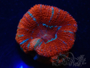 WYSIWYG Micromussa lordhowensis (ehemals Acanthastrea) 6K