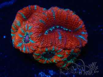 WYSIWYG Micromussa lordhowensis (formerly Acanthastrea) 6K