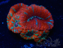 WYSIWYG Micromussa lordhowensis (ex Acanthastrea) 6K