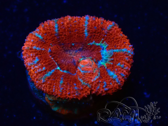 WYSIWYG Micromussa lordhowensis (ex Acanthastrea) 6H1