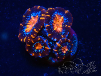 WYSIWYG Micromussa lordhowensis (formerly Acanthastrea) 6H2