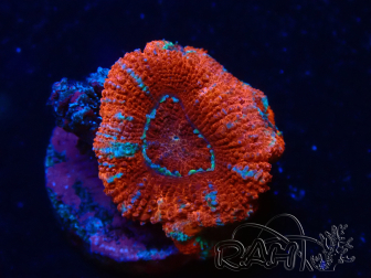WYSIWYG Micromussa lordhowensis (formerly Acanthastrea) 6H3
