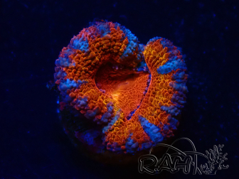 WYSIWYG Micromussa lordhowensis (ex Acanthastrea) 6H4