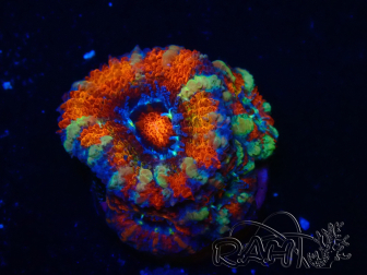 WYSIWYG Micromussa lordhowensis (ex Acanthastrea) 6H5