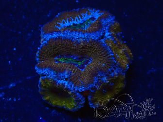WYSIWYG Micromussa lordhowensis (formerly Acanthastrea) 6H6