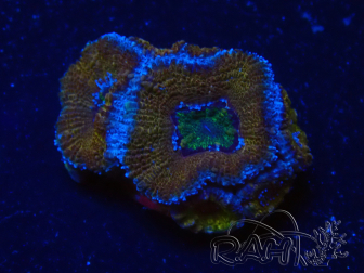WYSIWYG Micromussa lordhowensis (ex Acanthastrea) 6H7