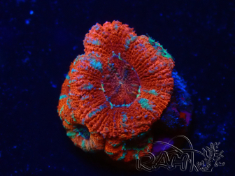 WYSIWYG Micromussa lordhowensis (formerly Acanthastrea) 6H8
