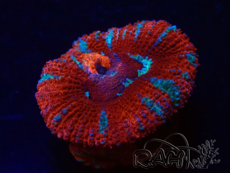 WYSIWYG Micromussa lordhowensis (formerly Acanthastrea) 6K