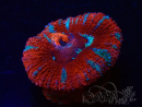 WYSIWYG Micromussa lordhowensis (formerly Acanthastrea) 6K