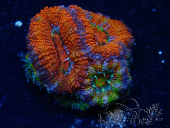 WYSIWYG Micromussa lordhowensis (ex Acanthastrea) 6G6
