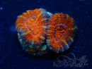 WYSIWYG Micromussa lordhowensis (ex Acanthastrea) 6G7
