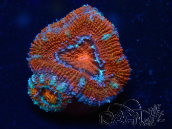 WYSIWYG Micromussa lordhowensis (ex Acanthastrea) 6G8