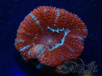 WYSIWYG Micromussa lordhowensis (ex Acanthastrea) 6K