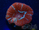 WYSIWYG Micromussa lordhowensis (formerly Acanthastrea) 6K