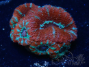 WYSIWYG Micromussa lordhowensis (ex Acanthastrea) 6K
