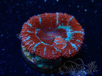 WYSIWYG Micromussa lordhowensis (ex Acanthastrea) 6H1