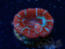 WYSIWYG Micromussa lordhowensis (ex Acanthastrea) 6H1