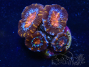 WYSIWYG Micromussa lordhowensis (formerly Acanthastrea) 6H2