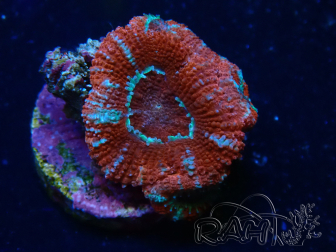 Micromussa lordhowensis WYSIWYG (ex Acanthastrea) 6H3